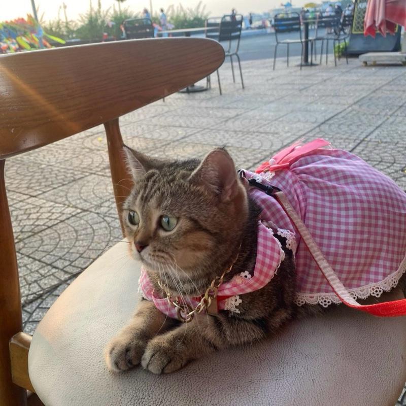  Đầm thiết kế carro siêu xinh cho chó mèo  sale sập sàn   