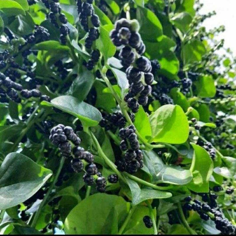 Buah Angkung 200 biji tambah bonus 2 pohon angkung