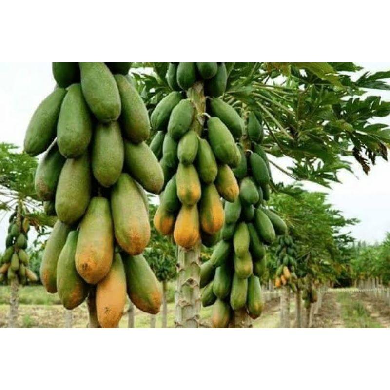 Benih Bibit Buah Pepaya Bangkok Unggul Pepaya Thailand 5