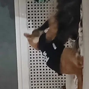 Baju Kucing Anjing Cowok  Bulu Lucu Kecil-Bukipet Bos Kecil