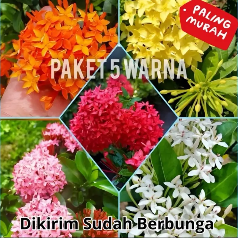 Bunga Asoka Tanaman hias 1 paket isi 5 full bunga tanaman Berbunga rajin benih pohon mangga Tanaman Jeruk bibit