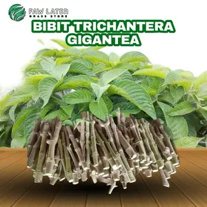 Bibit Trichantera Gigantea Berkualitas Untuk pakan ternak ,tahan lama mudah ditanam di berbagai tanah dan tinggi nutrisi. Untuk pakan ternak
