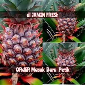 nanas muda berkualitas / danas ngora