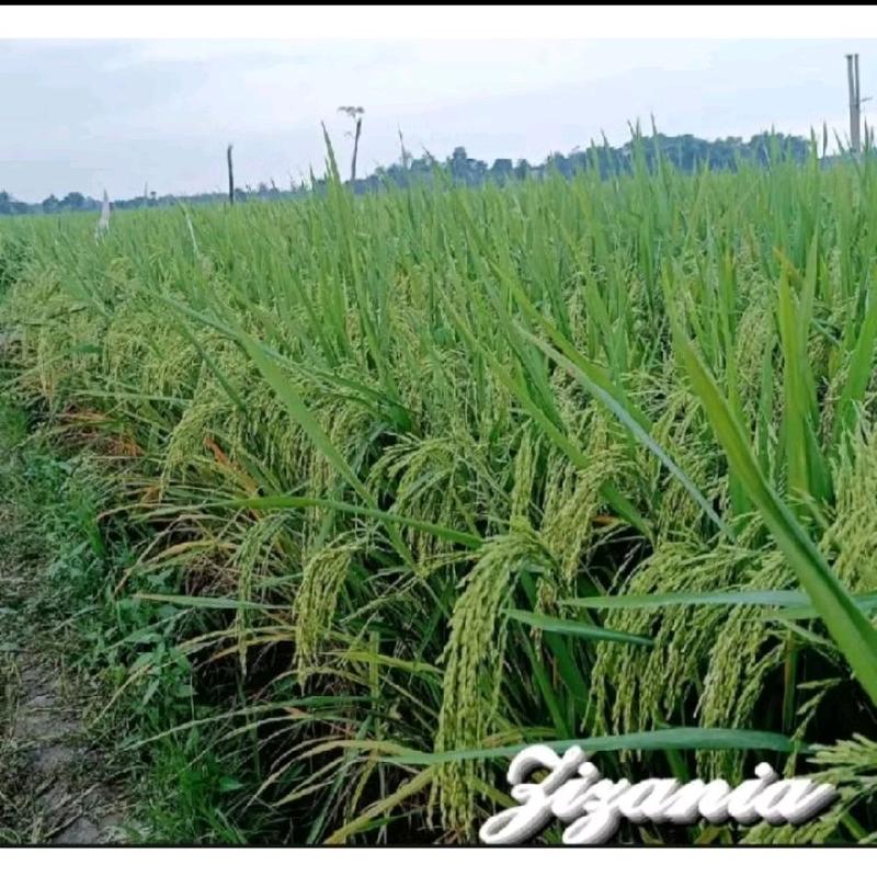 PADI DAN BENIH BENIH PADI ZIZANIA PREMIUM 5kg original produk 1