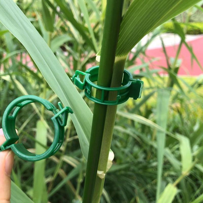 Kẹp đỡ dây leo xanh lá cho trồng cà chua và dưa chuột trên giàn giáo, làm vườn