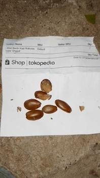 Product Review of 5 Bibit Benih Kopi Robusta Super Unggul from e**i 0