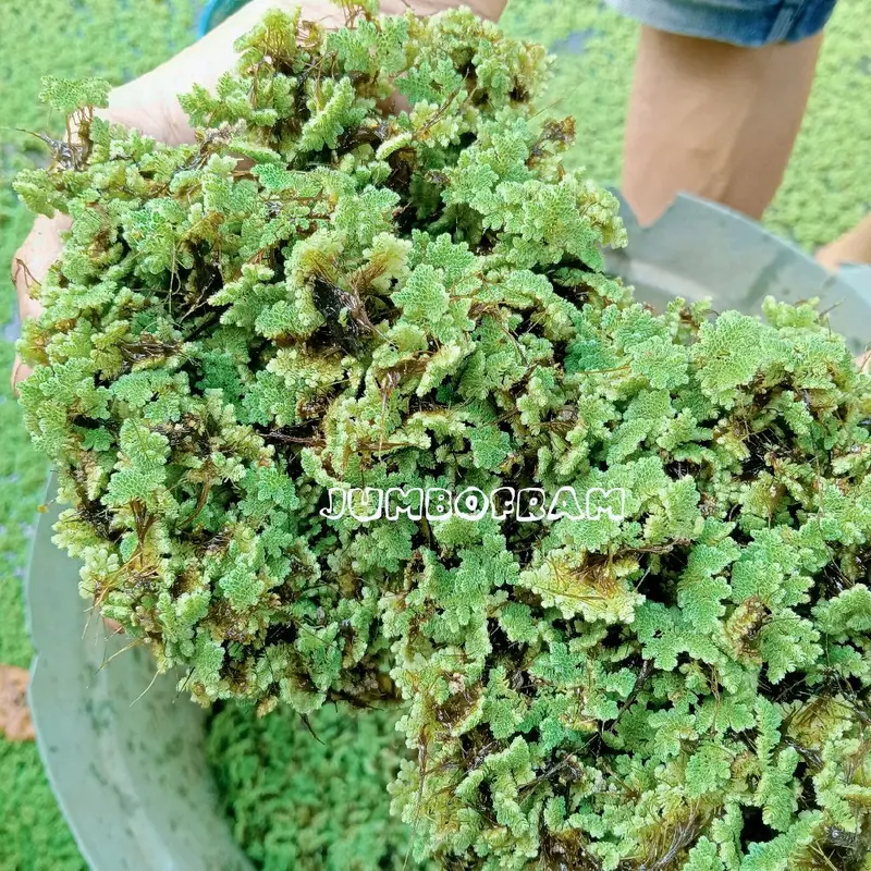 Azola Pakan ternak entok/ayam dan bintanang lainnya 1