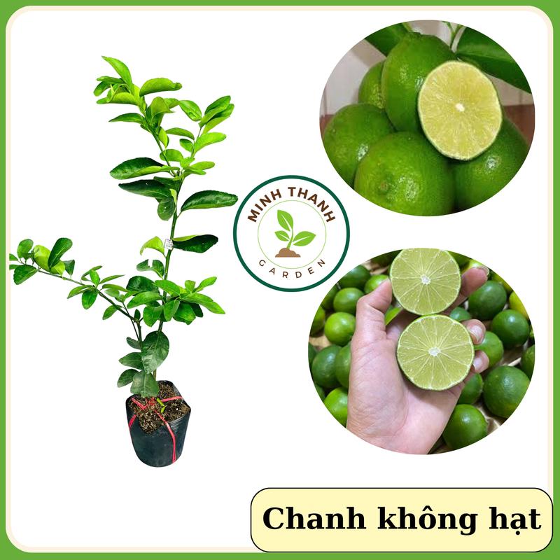Cây Chanh không hạt lỡ (cây choai), cây chiết cành, cây chanh không hạt