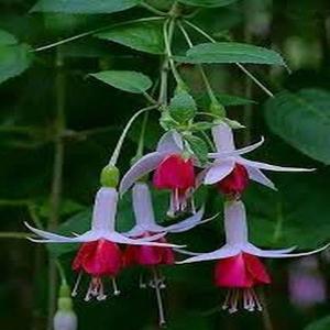 FuchsiadeColoresMezcladosparaColgarSemillas100GranosFloresVibrantesFácilesdeCultivarResistentealCalorIdealparaPrincipiantesyAmantesdePlantasJardineríadeBalcóneInterior