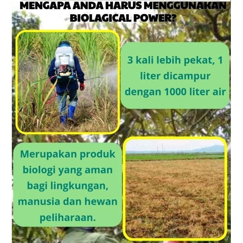 TERLARIS BELI 1 GRATIS 1 BOTOL Kill Grass Panda  SERBUK Raja Pembunuh Hama Gulma | Membasmi Lebih Dari 100 Jenis Hama dan Gulma Membandel 4