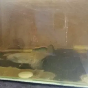 review image 5