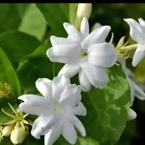 benih bibit melati lokal - melati kampung