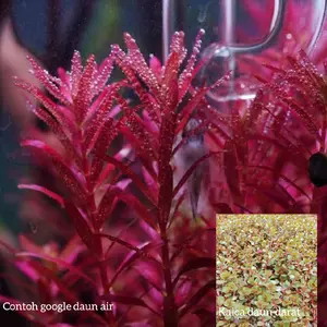 Rotala bloodred Singapura paket 10 batang tanaman aquascape hiasan aquarium