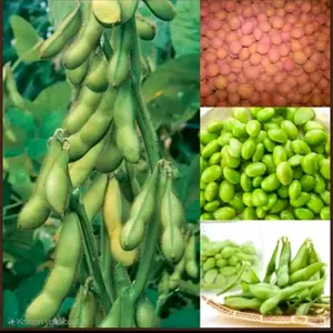 BIJI | BENIH TANAMAN KACANG EDAMAME RYOKO 75