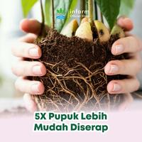 Gambar INFARM - Pupuk Asam Humat Miracle Powder 300 gr Pupuk Pembenah Tanah  dan Sayuran Infarm Pupuk Pembenah Tanah & Penyubur Sayuran Pupuk Organik 3 in 1 Perbaiki Struktur Tanah, Tingkatkan Nutrisi, Suburkan Tanaman Kangkung, Bayam, Sawi, Tomat, Cabai  Media - Miracle Powder dari Infarm Kota Surabaya 5 Tokopedia