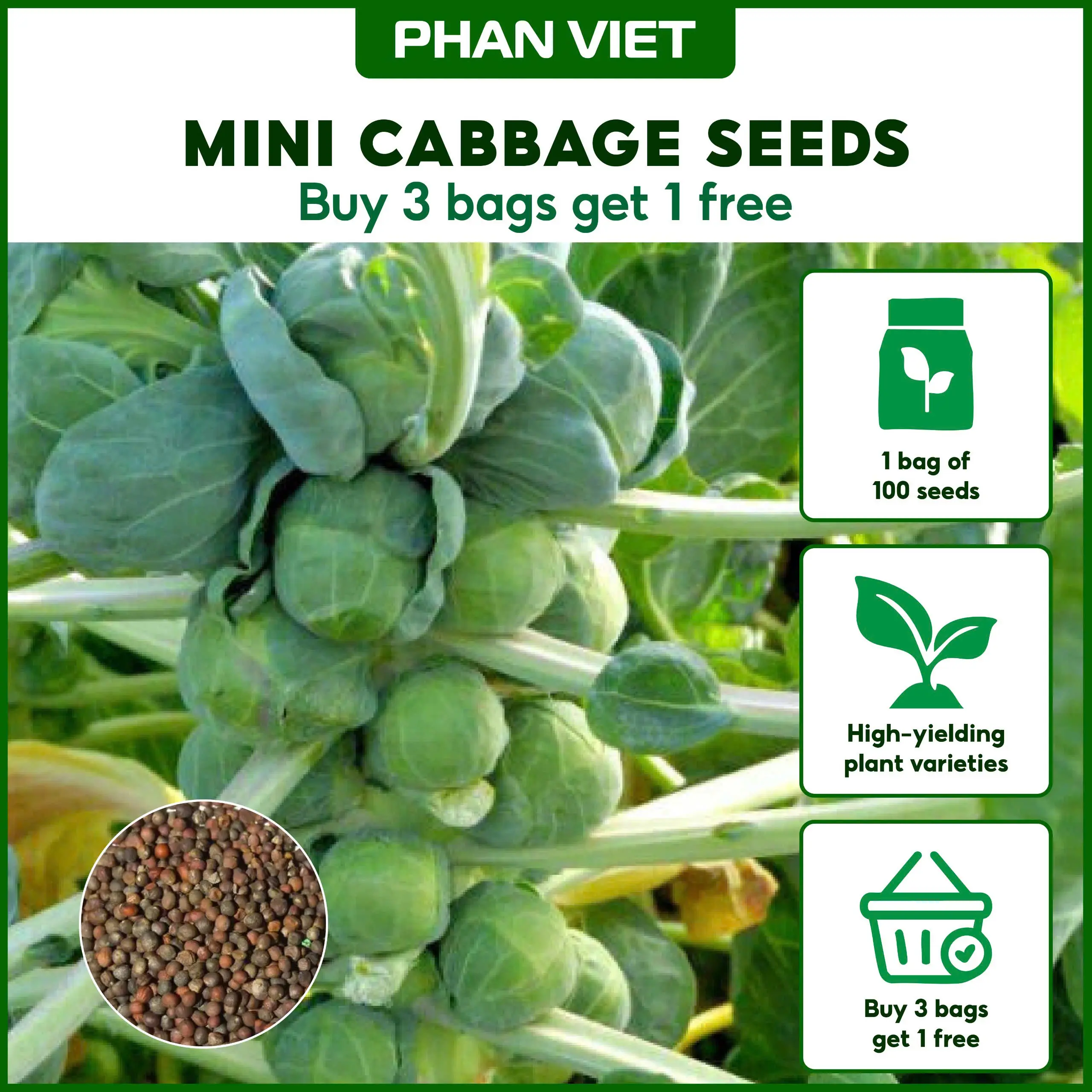 Combo 3 packs Mini cabbage seeds, easy to plant, productive, suitable for Malaysian climate Flower