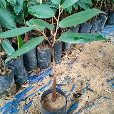 Promo 3 Bibit Durian Musangking Bawor Montong Bonus Pupuk untuk Taman Rumah
