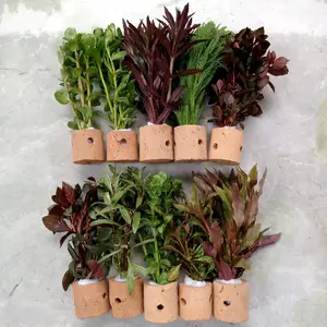 Ornamen Sintetia Hiasan Akuarium Paket Tanaman Dekorasi Aquascape Isi 10 Pot
