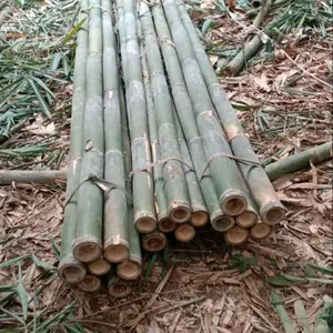 menyediakan bambu dengan ukuran panjang 6mc