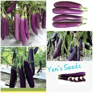 Benih Tanaman Terong Ungu Panjang