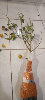 Product Review of jeruk siem madu jumbo manis from r**2 1