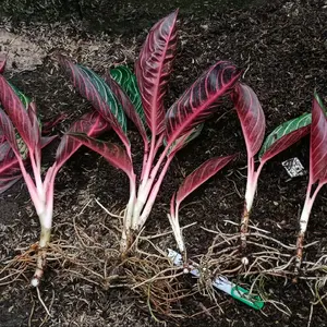 Paket co bunga 65ribu disini.. .