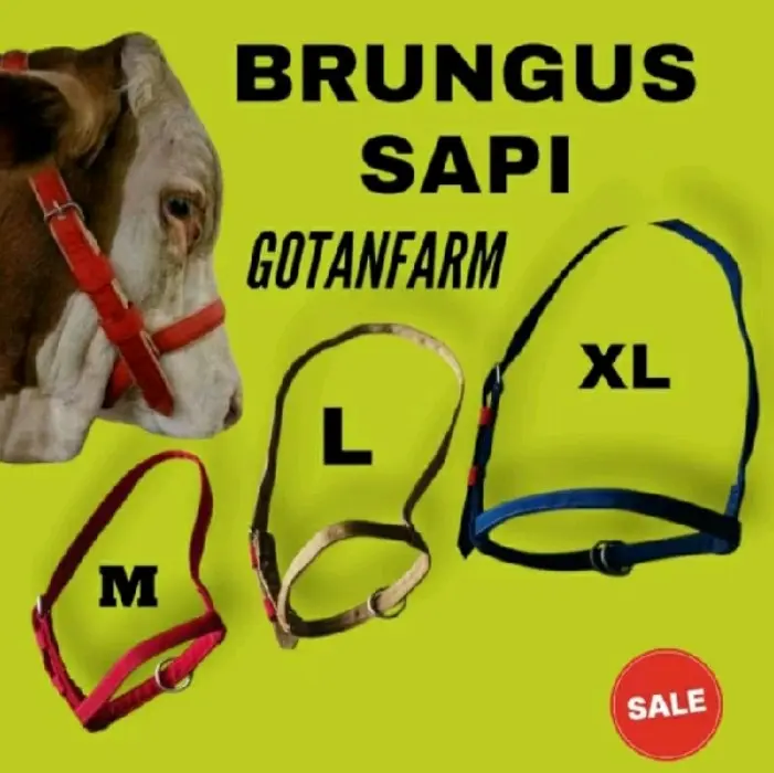 Brangus Sapi Super - Produk Asli Berkualitas