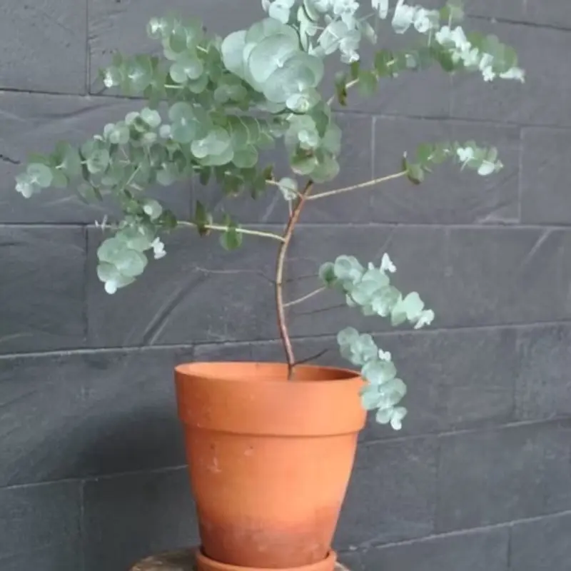 Rare Baby Blue Eucalyptus Seeds (Many Varieties)