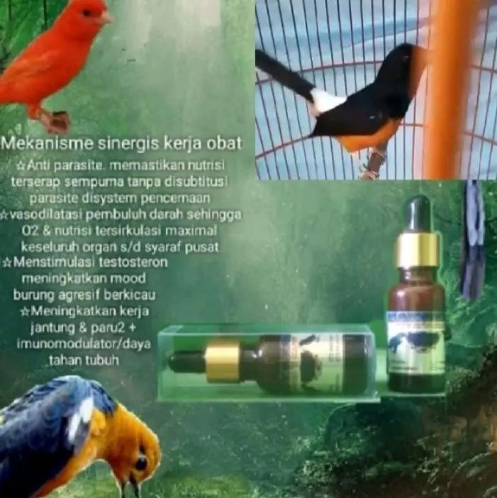 maestro Devil's claw penggacor burung