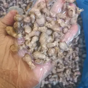 BABY CUMI  TELOR KERING SUPER ENAK BERSIH