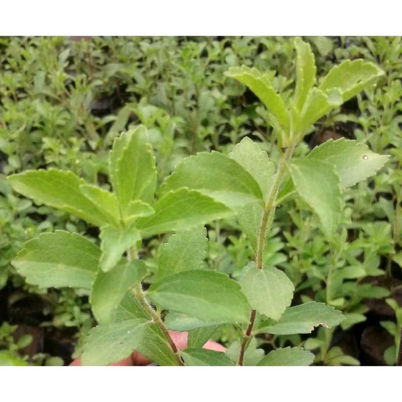 Bibit Stevia Pengganti Gula artificial 1