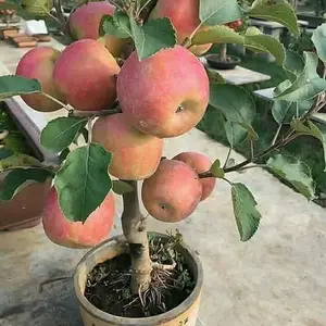 bibit apel fuji merah manis batang besar