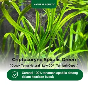 Natural Aquatic Criptocoryne Spiralis 5 Batang - Tanaman Aquascape Akuarium Air Daun Panjang Sempit Berputar Unik Eksotis Cocok Tema Natural
