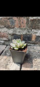 Product Review of Combo 3 chậu sen đá size trung bình 7-10cm ( có kèm chậu đất nung ) from C** T** M** c**n T**n G** 0