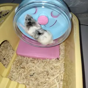 Kincir Hamster Silent Wheel Tebal | Tidak Berisik | Kuat & Mudah Dibersihkan