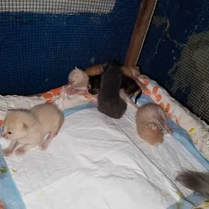 PAKET HEMAT ALAS PERLAK PEE AND POO Anjing Kucing Isi 10 PCS - Alas Pipis Anjing Kucing Sekali Pakai - Dog Cats Training Pad Underpad - Paket Murah Alas Perlak Hewan Peliharaan/Anabul Isi 10 Pcs
