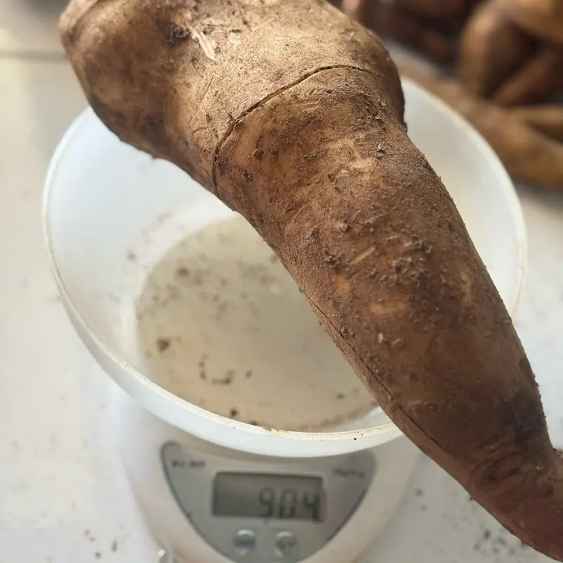 Ubi Yacon Asli Wonosobo SUPER (stok terbatas) 4