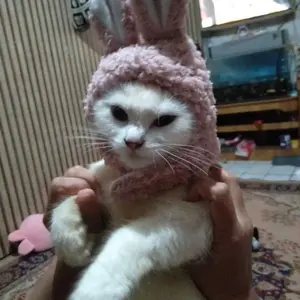 Topi Kucing Anjing Motif Beruang kelinci Lucu Bahan Lembut dan Nyaman untuk Hewan Peliharaan Anda