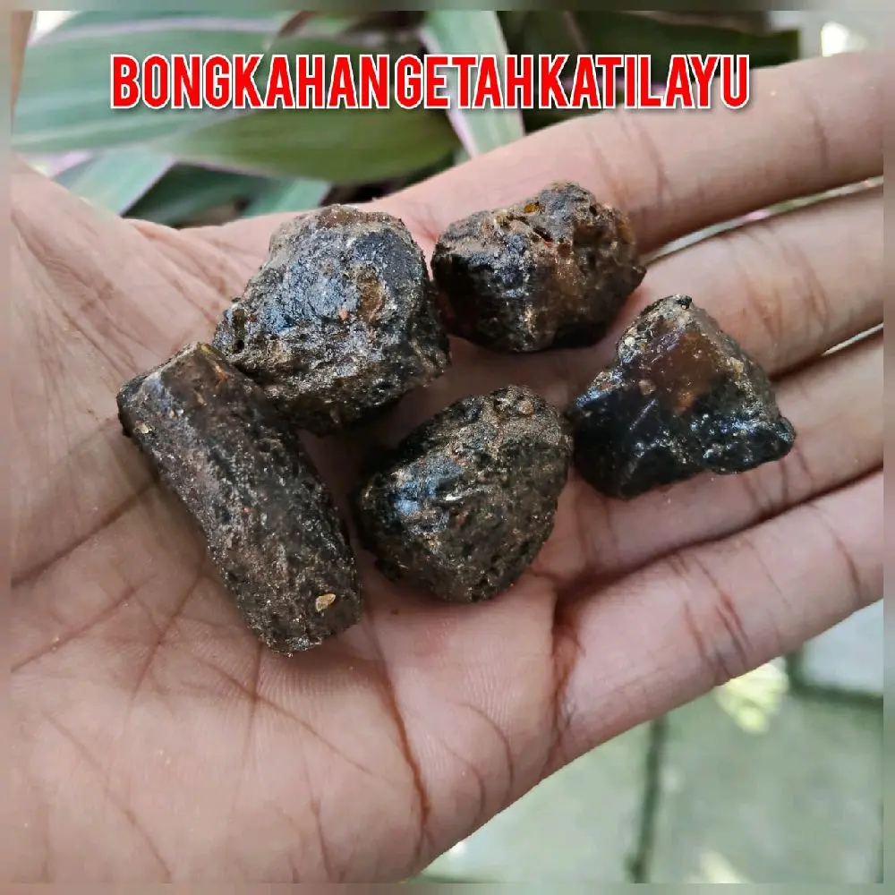 BONGKAHAN GETAH KATILAYU AMBER