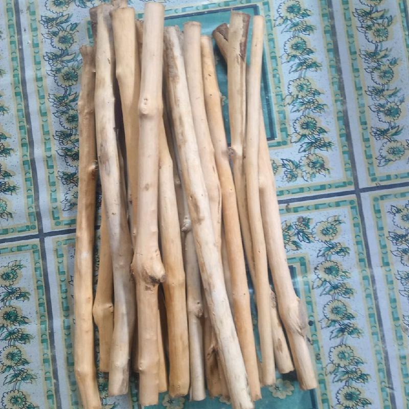 20 batang senggani olahan bebas tanin panjang 25cm diametr 0,5-1 cm 0