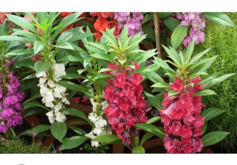 Product Introduction of biji benih tanaman bunga pacar air tumpuk mix warna siap semai 28