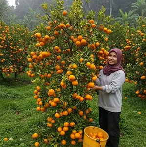 BIBIT JERUK SANTANG MADU .