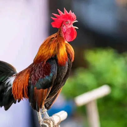 telur fertil Ayam ketawa prestasi jaminan menetas