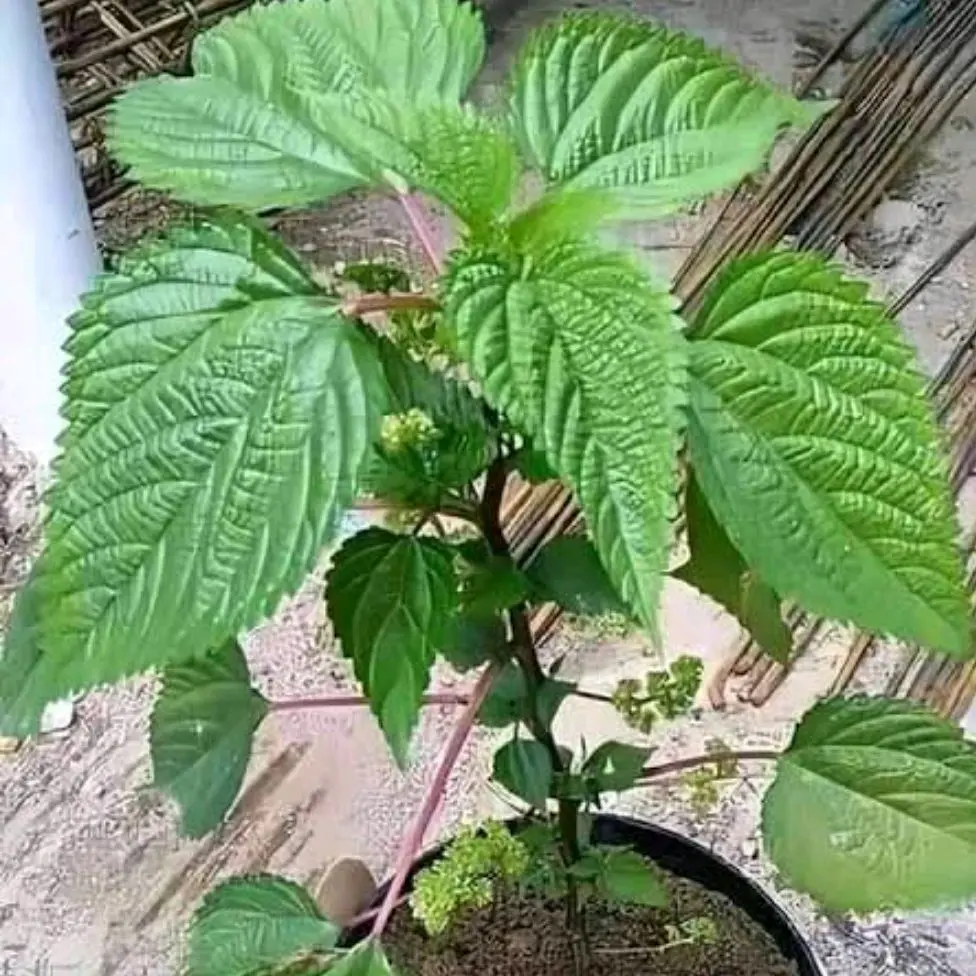 Bibit tanaman jelatang - benih jelatang daun gatal siap tanam