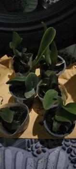 Product Review of RIEKE ARTIFICIAL PLANT ANGREK CATTY 6 PCS - KUALITAS TERJAMIN ESTETIK from s**l 2