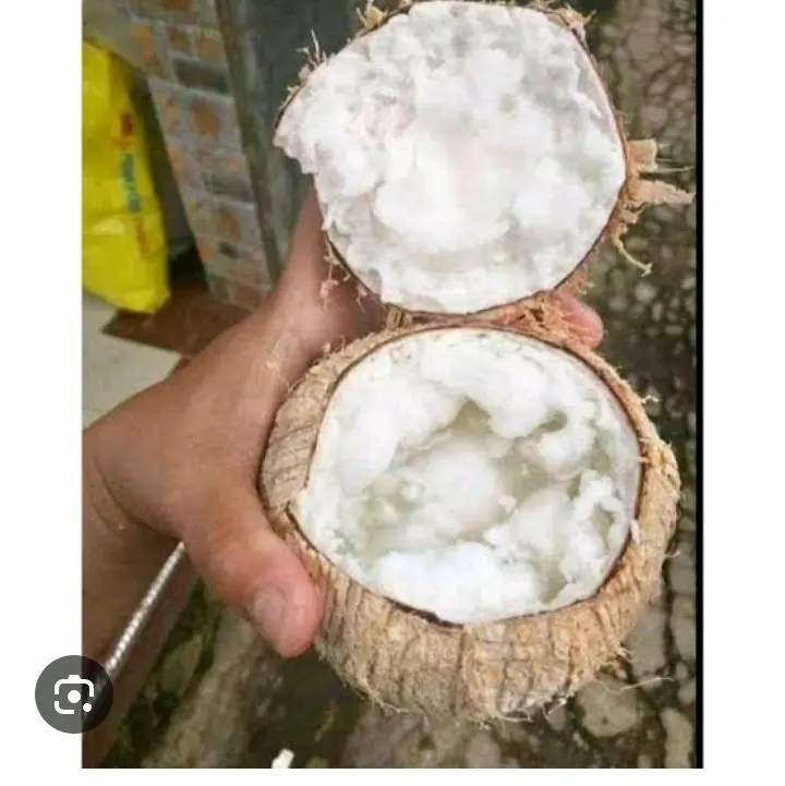 Kelapa kopyor asli baru petik dari pohon ukuran sedang 1 biji segar 0