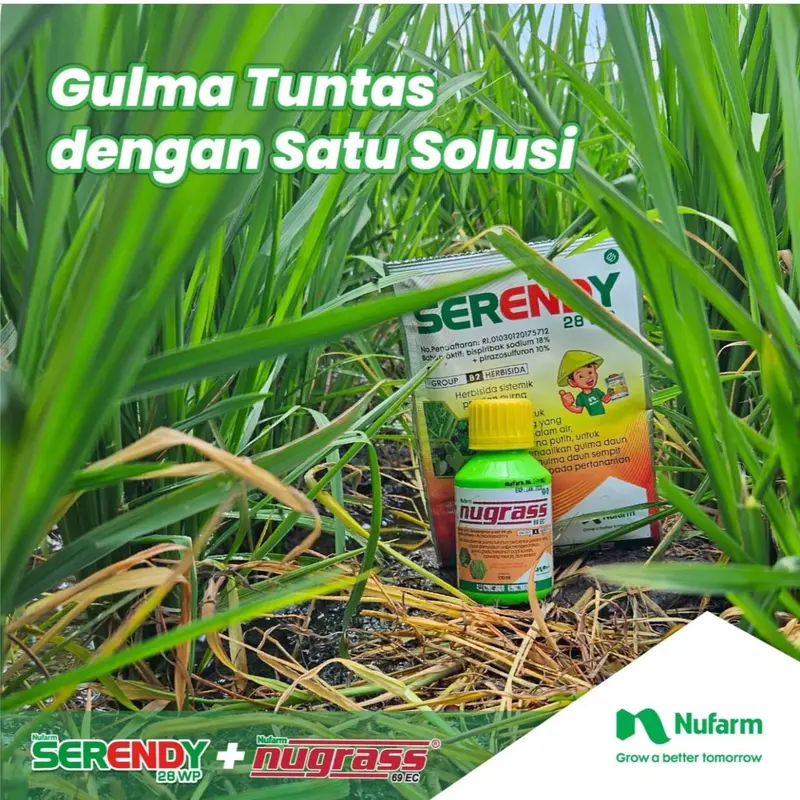 ￼herbisida NUGRASS 100ml + SERENDY 25 gram  paket bebas gulma  padi tidak menguning Tanaman 2