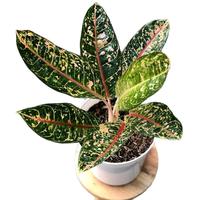Gambar tanaman hias aglonema aglaonem donacarmen Daun dari Gita Rosalia Store95 Kab. Bogor 1 Tokopedia