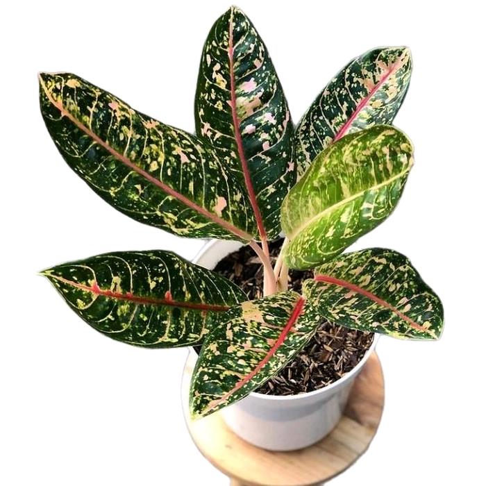 Gambar tanaman hias aglonema aglaonem donacarmen Daun dari Gita Rosalia Store95 Kab. Bogor Tokopedia