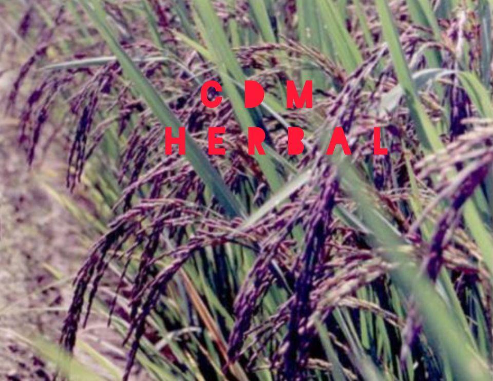 jual benih padi ketan hitam 500 grm huma darat asli